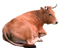 Cow PNG 6