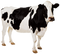 Cow PNG 7