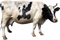 Cow PNG 8