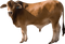 Cow PNG 9