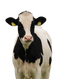 Cow PNG File