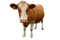 Cow PNG Free Download