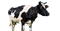 Cow PNG Free Image