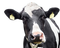 Cow PNG High Quality Image