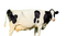 Cow PNG Image File