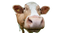 Cow PNG Image