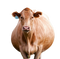 Cow PNG Photo