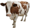 Cow PNG