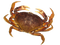 Crab PNG Image