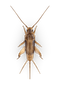 Cricket Insect Free Download PNG