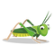 Cricket Insect PNG Image