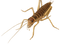 Cricket Insect PNG Images