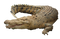 Crocodile