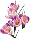 Crocus Download PNG