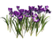 Crocus Free Download PNG