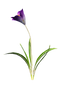 Crocus Free PNG Image