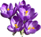 Crocus High-Quality PNG