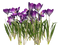 Crocus PNG Clipart