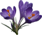 Crocus PNG File