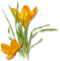 Crocus PNG HD