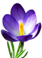 Crocus PNG Image