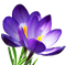 Crocus PNG Images