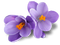 Crocus PNG Picture