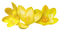 Crocus PNG