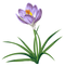 Crocus Transparent