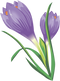 Crocus