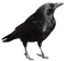 Crow PNG File