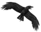 Crow PNG HD