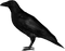 Crow PNG Image