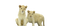 Cute Lion Cub PNG Free Download