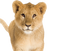 Cute Lion Cub PNG Image