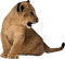 Cute Lion Cub PNG Picture