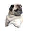 Cute Pug PNG Download Image