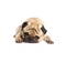 Cute Pug PNG File Download Free