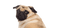 Cute Pug PNG File