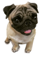 Cute Pug PNG Free Download