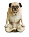 Cute Pug PNG Free Image