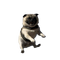 Cute Pug PNG HD Image