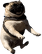 Cute Pug PNG Image HD