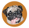 Cute Pug PNG Image