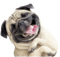 Cute Pug PNG Images