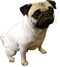 Cute Pug PNG Photo