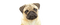 Cute Pug PNG Picture