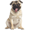 Cute Pug PNG Transparent HD Photo