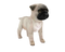 Cute Pug PNG