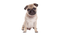 Cute Pug Transparent